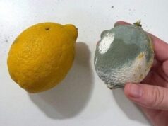 A Simple Trick to Keep Lemons Fresh and Mold-Free – Stop Making This Common Mistake!
