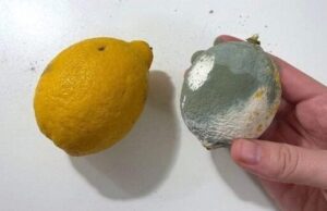 A Simple Trick to Keep Lemons Fresh and Mold-Free – Stop Making This Common Mistake!